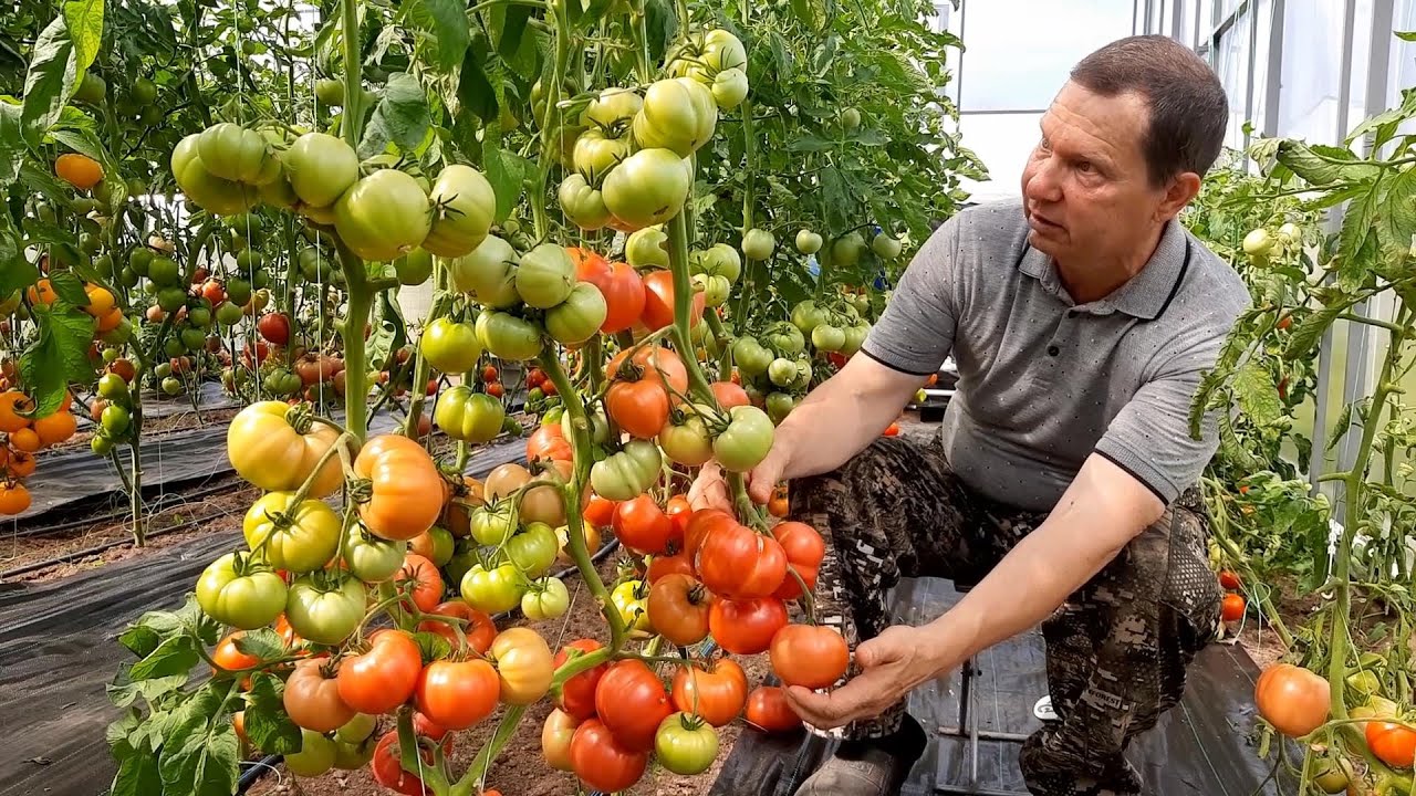 Медведев томатов купить семена. Томат. Сад и огород фото. Огород-сад Медведевых томаты. Дизайн сада и огорода.